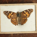Lot 025 - Antique Vanessa Cardui "Painted Lady Butterfly" Slabbed Preparation, Denton Bros Patented Butterfly Tablet, Wellesley, Massachusetts, Copyright 1894 - 3-1/4" x 2-1/2"