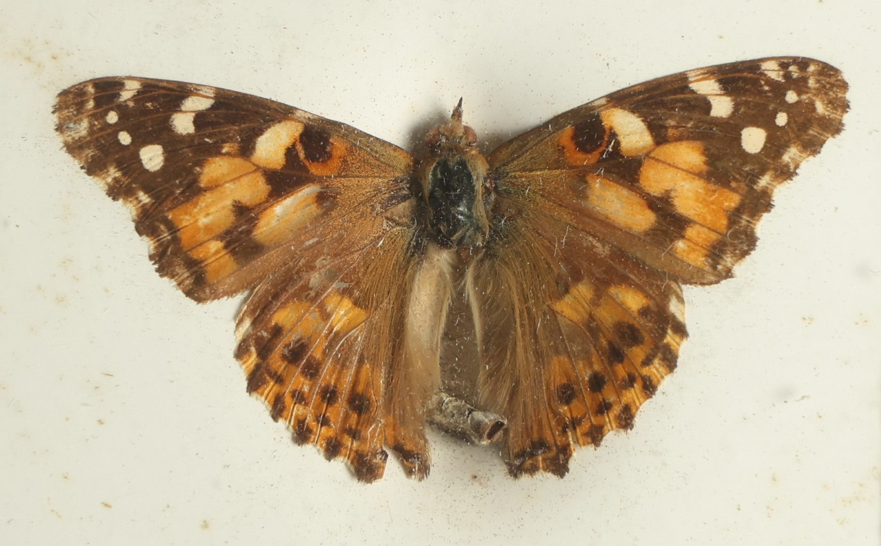 Lot 025 - Antique Vanessa Cardui "Painted Lady Butterfly" Slabbed Preparation, Denton Bros Patented Butterfly Tablet, Wellesley, Massachusetts, Copyright 1894 - 3-1/4" x 2-1/2"