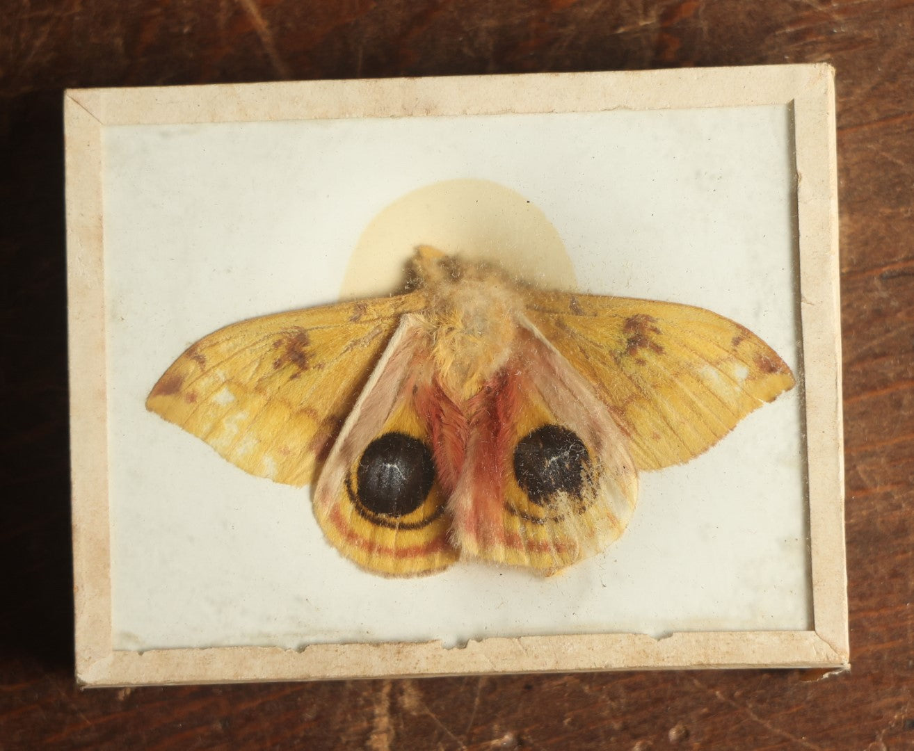 Lot 026 - Antique Automeris Io "Peacock Moth" Slabbed Preparation, Denton Bros Patented Butterfly Tablet, Wellesley, Massachusetts, Copyright 1894 - 3-1/4" x 2-1/2"