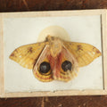 Lot 026 - Antique Automeris Io "Peacock Moth" Slabbed Preparation, Denton Bros Patented Butterfly Tablet, Wellesley, Massachusetts, Copyright 1894 - 3-1/4" x 2-1/2"