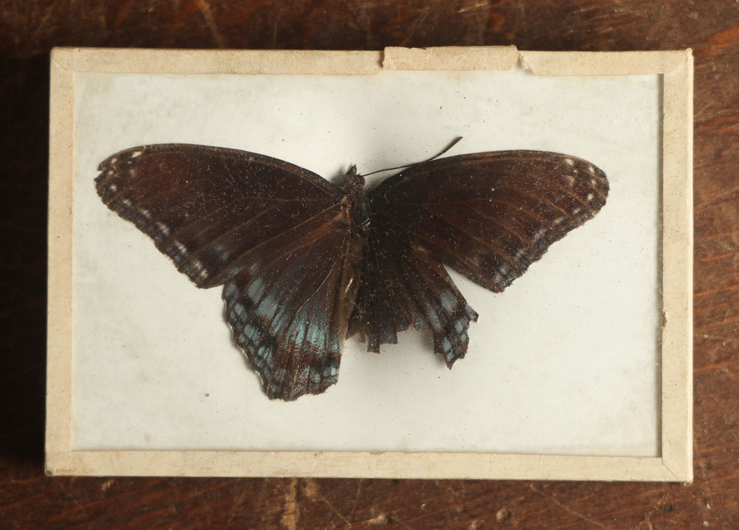 Lot 027 - Antique Limenitis Arthemis "Red-Spotted Purple" Butterfly Slabbed Preparation, Denton Bros Patented Butterfly Tablet, Wellesley, Massachusetts, Copyright 1894 - 3-3/4" x 2-1/2"