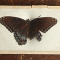Lot 027 - Antique Limenitis Arthemis "Red-Spotted Purple" Butterfly Slabbed Preparation, Denton Bros Patented Butterfly Tablet, Wellesley, Massachusetts, Copyright 1894 - 3-3/4" x 2-1/2"