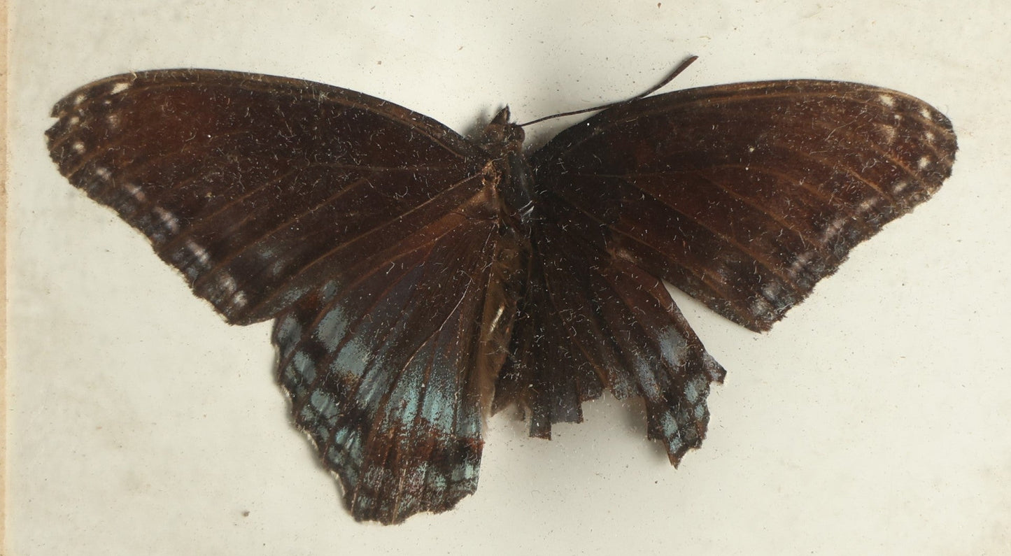 Lot 027 - Antique Limenitis Arthemis "Red-Spotted Purple" Butterfly Slabbed Preparation, Denton Bros Patented Butterfly Tablet, Wellesley, Massachusetts, Copyright 1894 - 3-3/4" x 2-1/2"