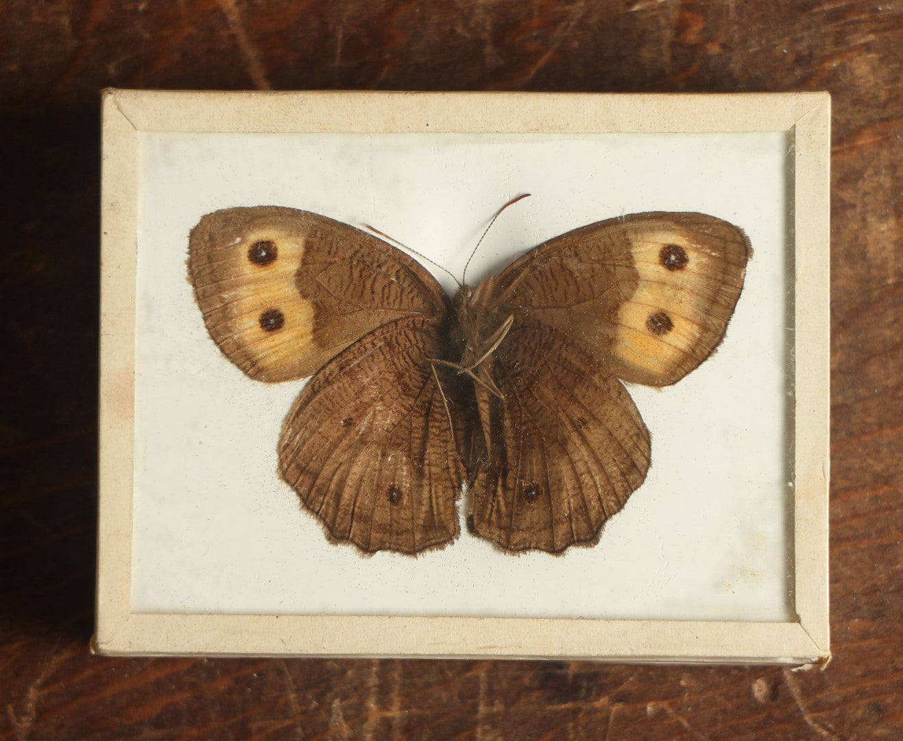 Lot 028 - Antique Cercyonis "Wood Nymph" Butterfly Slabbed Preparation, Denton Bros Patented Butterfly Tablet, Wellesley, Massachusetts, Copyright 1894 - 2-3/4" x 2-1/8" (No Denton Stamp)