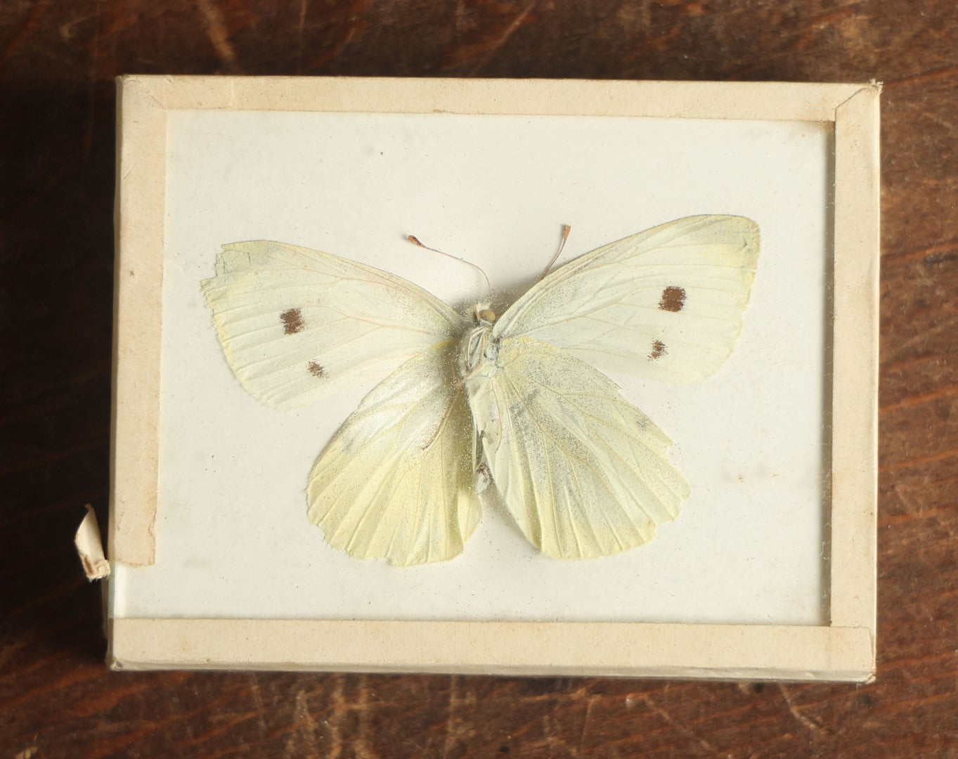 Lot 029 - Antique Pieris Rapae "Cabbage White" Butterfly Slabbed Preparation, Denton Bros Patented Butterfly Tablet, Wellesley, Massachusetts, Copyright 1894 - 2-3/4" x 2-1/8" (White Body)