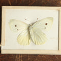 Lot 029 - Antique Pieris Rapae "Cabbage White" Butterfly Slabbed Preparation, Denton Bros Patented Butterfly Tablet, Wellesley, Massachusetts, Copyright 1894 - 2-3/4" x 2-1/8" (White Body)