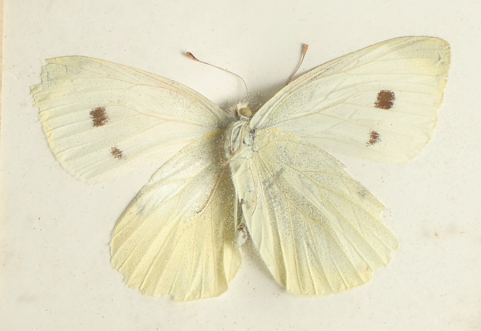 Lot 029 - Antique Pieris Rapae "Cabbage White" Butterfly Slabbed Preparation, Denton Bros Patented Butterfly Tablet, Wellesley, Massachusetts, Copyright 1894 - 2-3/4" x 2-1/8" (White Body)