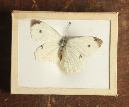 Lot 030 - Antique Pieris Rapae "Cabbage White" Butterfly Slabbed Preparation, Denton Bros Patented Butterfly Tablet, Wellesley, Massachusetts, Copyright 1894 - 2-3/4" x 2-1/8" (Dark Body, Dark Tips)