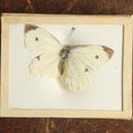Lot 030 - Antique Pieris Rapae "Cabbage White" Butterfly Slabbed Preparation, Denton Bros Patented Butterfly Tablet, Wellesley, Massachusetts, Copyright 1894 - 2-3/4" x 2-1/8" (Dark Body, Dark Tips)