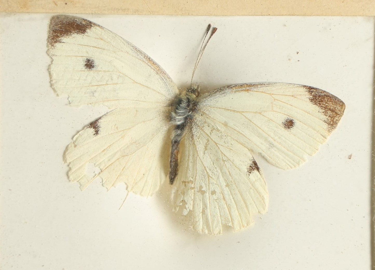 Lot 030 - Antique Pieris Rapae "Cabbage White" Butterfly Slabbed Preparation, Denton Bros Patented Butterfly Tablet, Wellesley, Massachusetts, Copyright 1894 - 2-3/4" x 2-1/8" (Dark Body, Dark Tips)