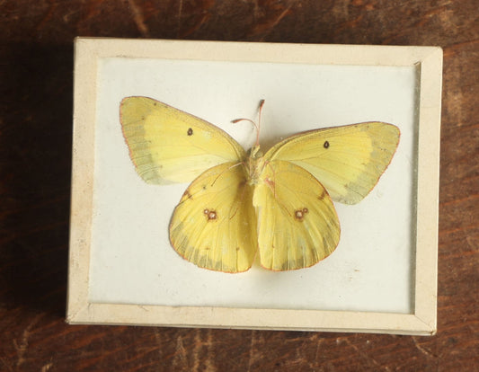 Lot 031 - Antique Colias Erate "Eastern Pale Clouded Yellow" Butterfly Slabbed Preparation, Denton Bros Patented Butterfly Tablet, Wellesley, Massachusetts, Copyright 1894 - 2-3/4" x 2-1/8"