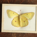 Lot 031 - Antique Colias Erate "Eastern Pale Clouded Yellow" Butterfly Slabbed Preparation, Denton Bros Patented Butterfly Tablet, Wellesley, Massachusetts, Copyright 1894 - 2-3/4" x 2-1/8"