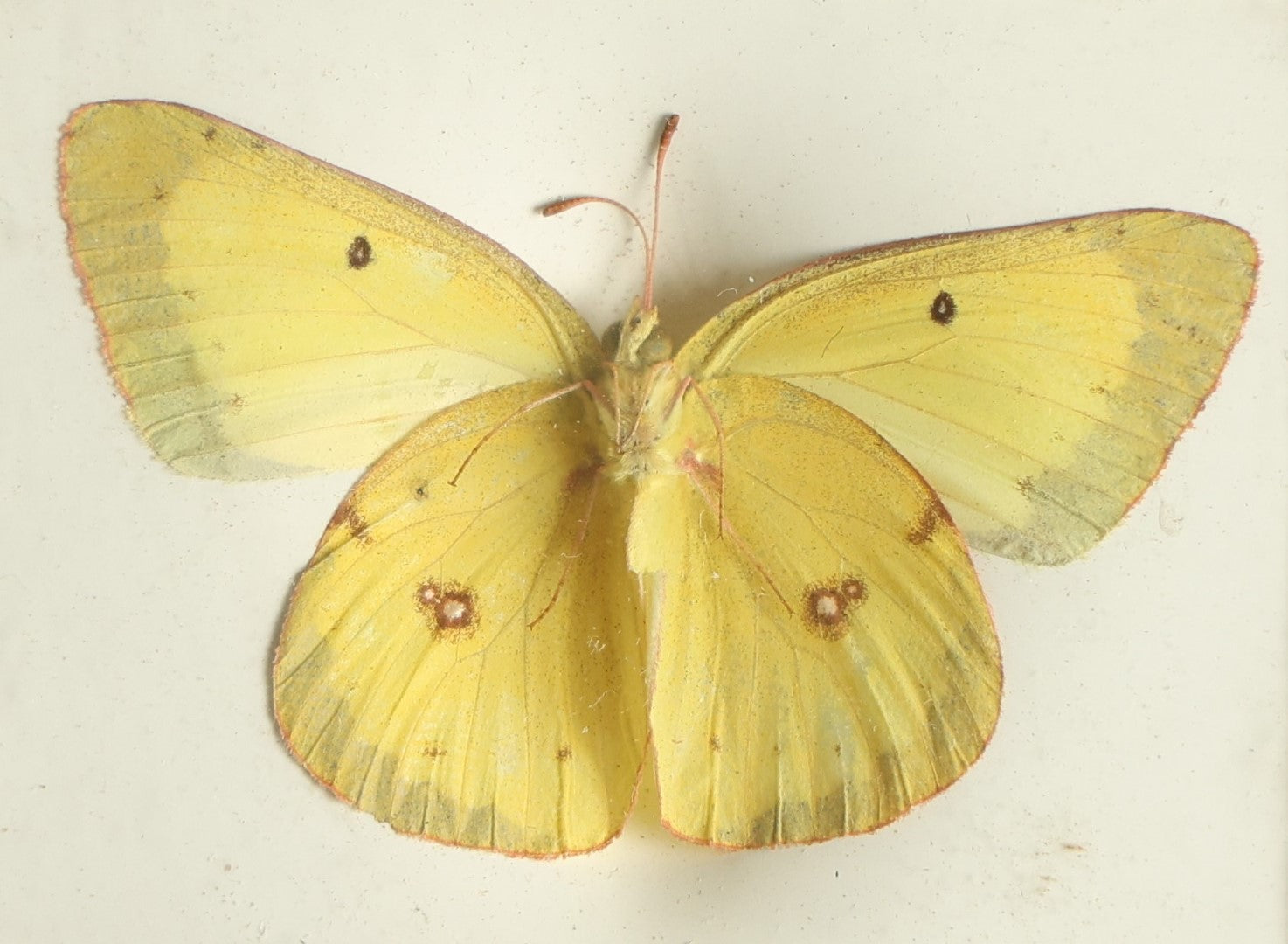 Lot 031 - Antique Colias Erate "Eastern Pale Clouded Yellow" Butterfly Slabbed Preparation, Denton Bros Patented Butterfly Tablet, Wellesley, Massachusetts, Copyright 1894 - 2-3/4" x 2-1/8"