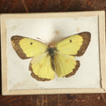 Lot 032 - Antique Colias Scudderii "Willow Sulphur" Butterfly Slabbed Preparation, Denton Bros Patented Butterfly Tablet, Wellesley, Massachusetts, Copyright 1894 - 2-3/4" x 2-1/8"