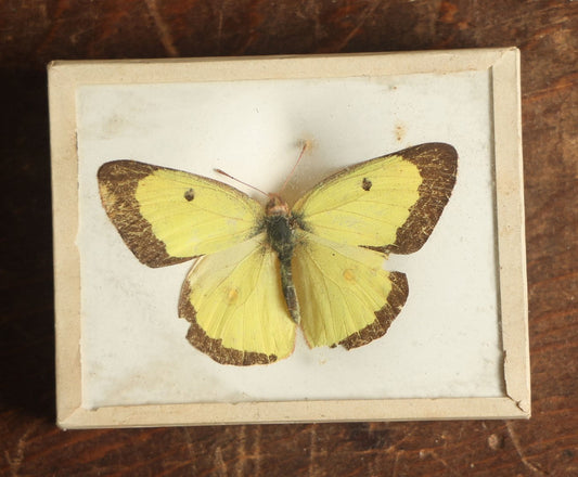 Lot 032 - Antique Colias Scudderii "Willow Sulphur" Butterfly Slabbed Preparation, Denton Bros Patented Butterfly Tablet, Wellesley, Massachusetts, Copyright 1894 - 2-3/4" x 2-1/8"