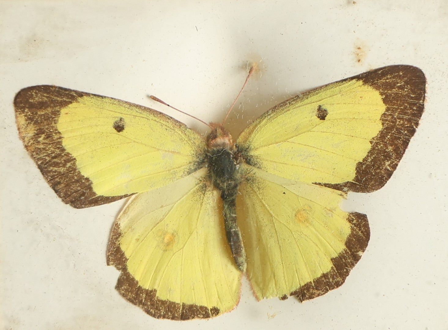 Lot 032 - Antique Colias Scudderii "Willow Sulphur" Butterfly Slabbed Preparation, Denton Bros Patented Butterfly Tablet, Wellesley, Massachusetts, Copyright 1894 - 2-3/4" x 2-1/8"