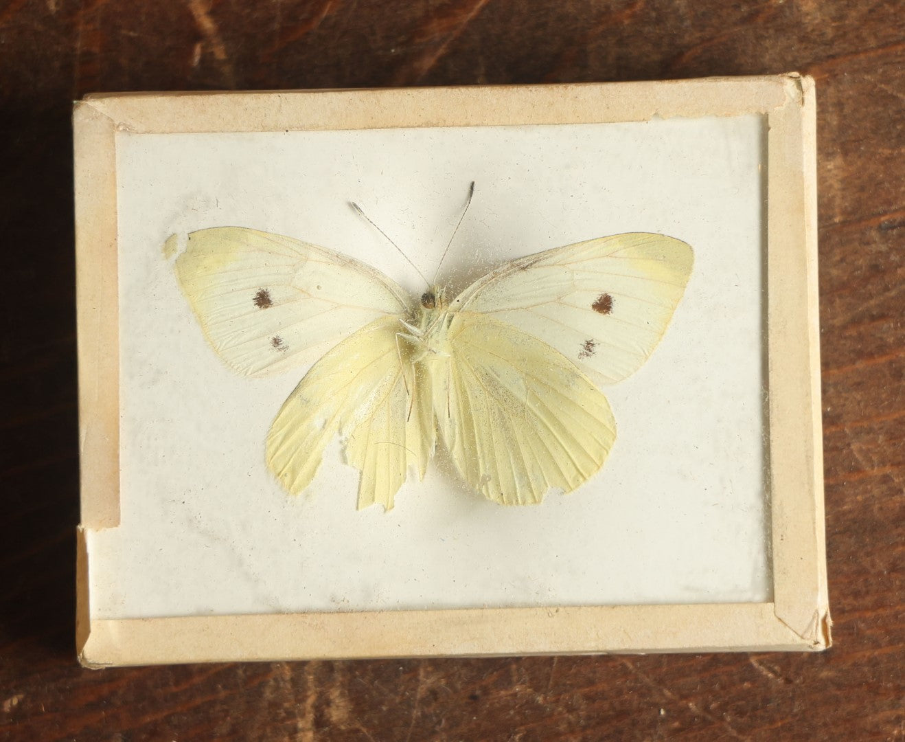 Lot 033 - Antique Pieris Rapae "Cabbage White" Butterfly Slabbed Preparation, Denton Bros Patented Butterfly Tablet, Wellesley, Massachusetts, Copyright 1894 - 2-3/4" x 2-1/8" (Yellower, Damaged Wings)