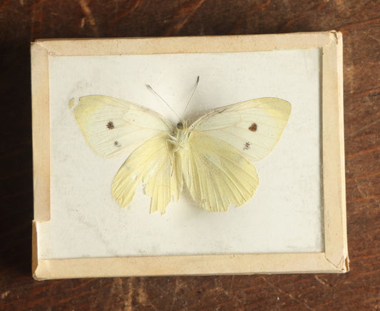 Lot 033 - Antique Pieris Rapae "Cabbage White" Butterfly Slabbed Preparation, Denton Bros Patented Butterfly Tablet, Wellesley, Massachusetts, Copyright 1894 - 2-3/4" x 2-1/8" (Yellower, Damaged Wings)