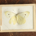 Lot 033 - Antique Pieris Rapae "Cabbage White" Butterfly Slabbed Preparation, Denton Bros Patented Butterfly Tablet, Wellesley, Massachusetts, Copyright 1894 - 2-3/4" x 2-1/8" (Yellower, Damaged Wings)
