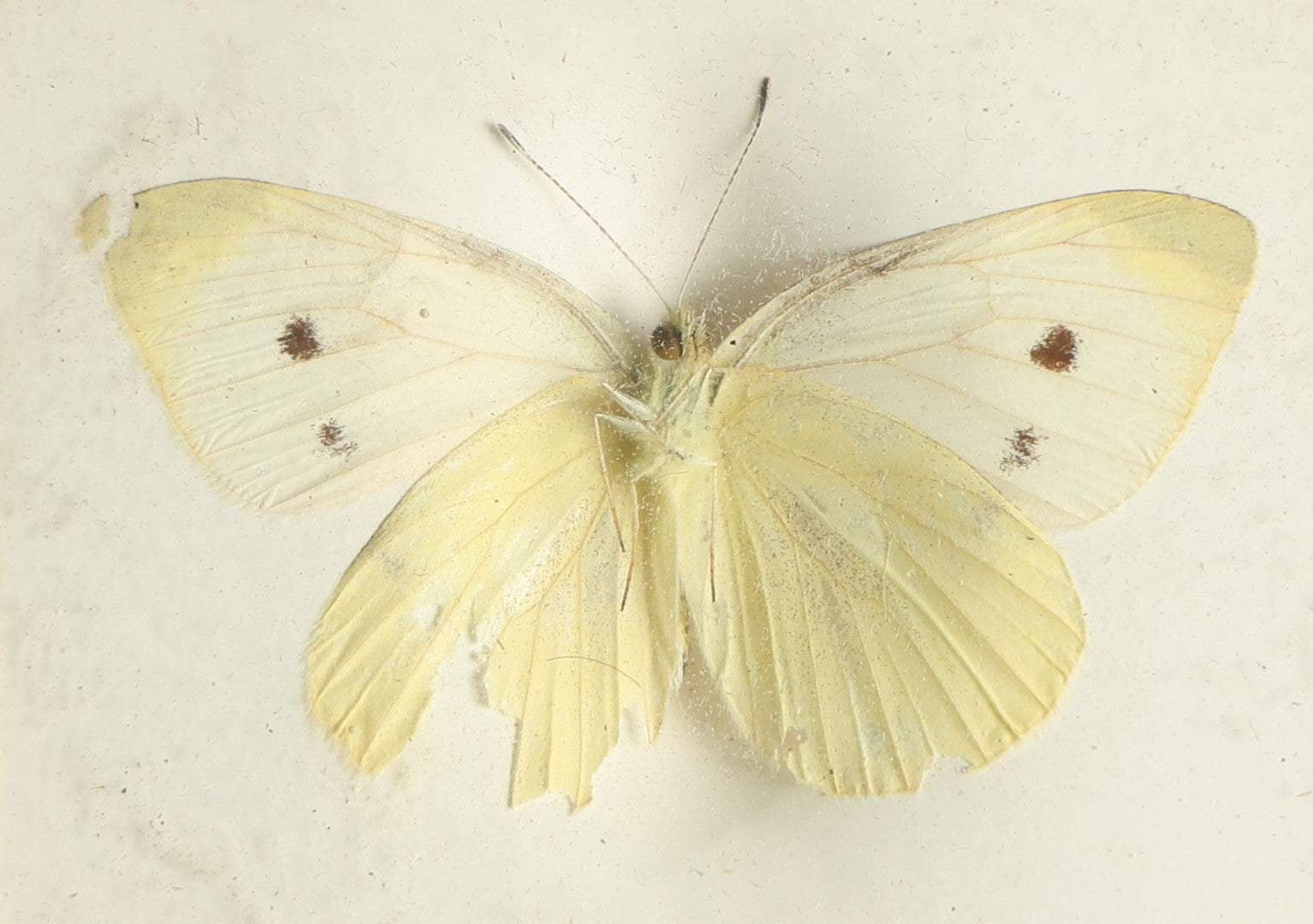 Lot 033 - Antique Pieris Rapae "Cabbage White" Butterfly Slabbed Preparation, Denton Bros Patented Butterfly Tablet, Wellesley, Massachusetts, Copyright 1894 - 2-3/4" x 2-1/8" (Yellower, Damaged Wings)