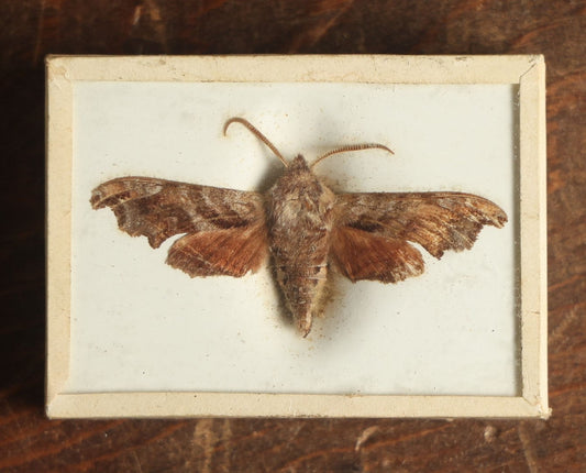 Lot 034 - Antique Sphinx Moth Variety Slabbed Preparation, Denton Bros Patented Butterfly Tablet, Wellesley, Massachusetts, Copyright 1894 - 2-5/16" x 1-5/8" 