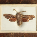 Lot 034 - Antique Sphinx Moth Variety Slabbed Preparation, Denton Bros Patented Butterfly Tablet, Wellesley, Massachusetts, Copyright 1894 - 2-5/16" x 1-5/8"