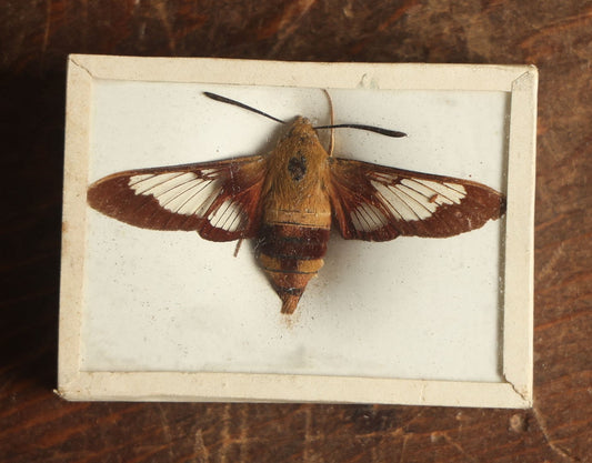 Lot 035 - Antique Hemaris Sphinx Variety "Clearwing" Or "Hummingbird Moth" Slabbed Preparation, Denton Bros Patented Butterfly Tablet, Wellesley, Massachusetts, Copyright 1894 - 2-5/16" x 1-5/8" 