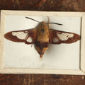 Lot 035 - Antique Hemaris Sphinx Variety "Clearwing" Or "Hummingbird Moth" Slabbed Preparation, Denton Bros Patented Butterfly Tablet, Wellesley, Massachusetts, Copyright 1894 - 2-5/16" x 1-5/8"