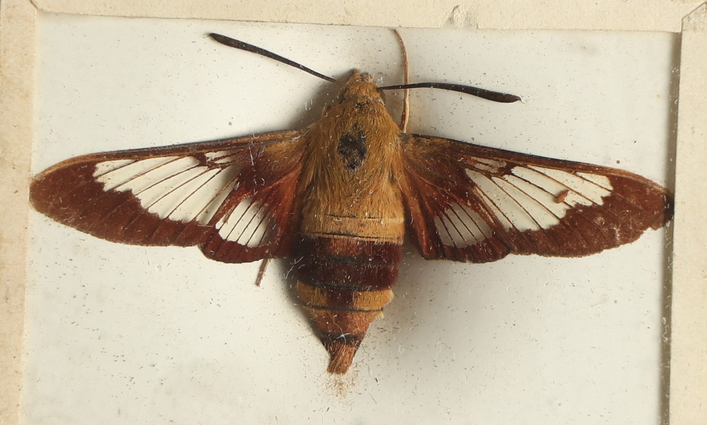 Lot 035 - Antique Hemaris Sphinx Variety "Clearwing" Or "Hummingbird Moth" Slabbed Preparation, Denton Bros Patented Butterfly Tablet, Wellesley, Massachusetts, Copyright 1894 - 2-5/16" x 1-5/8" 