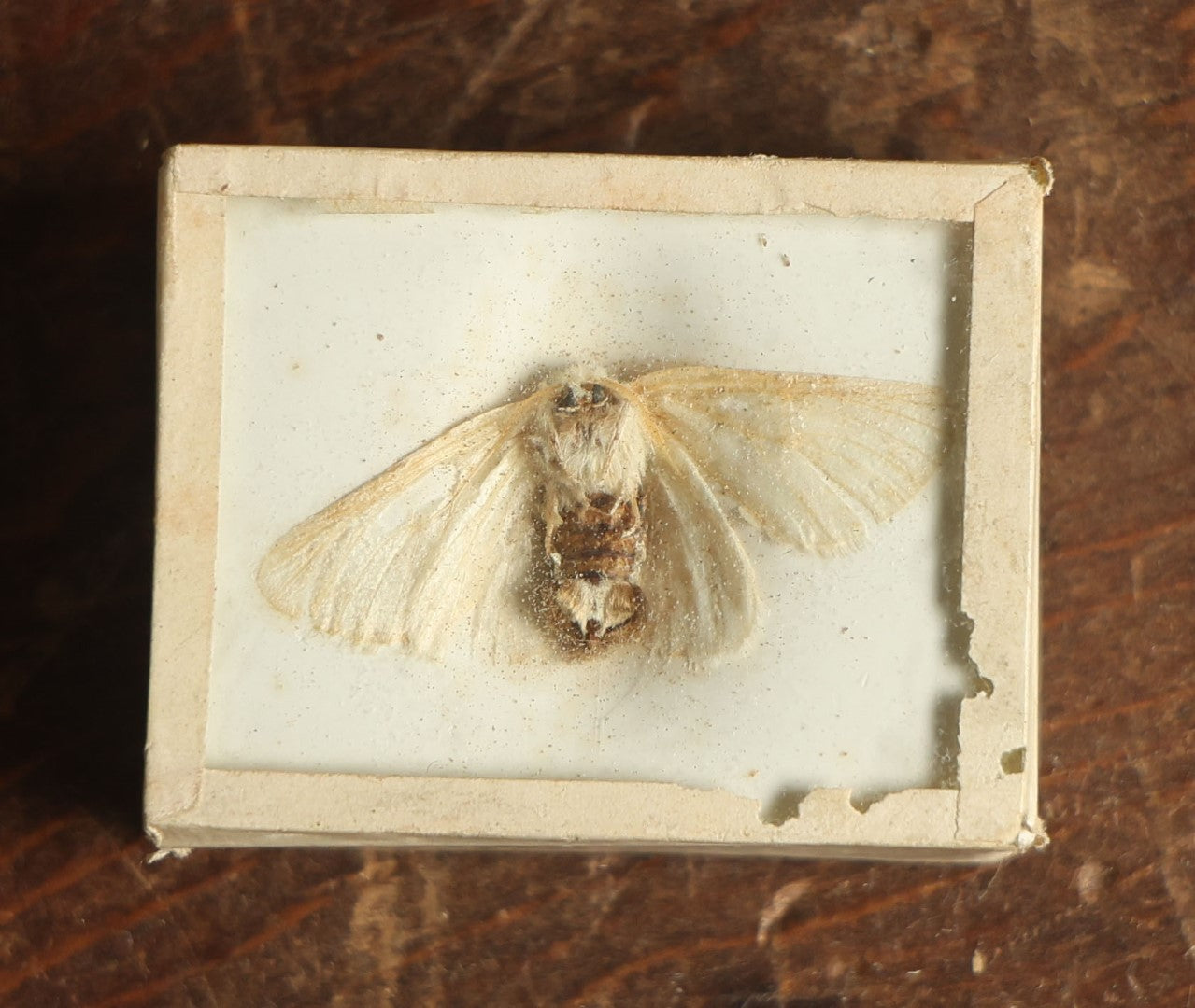 Lot 036 - Antique Unknown White Moth Variety Slabbed Preparation, Denton Bros Patented Butterfly Tablet, Wellesley, Massachusetts, Copyright 1894 - 1-5/8" x 1-1/4" 