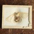 Lot 036 - Antique Unknown White Moth Variety Slabbed Preparation, Denton Bros Patented Butterfly Tablet, Wellesley, Massachusetts, Copyright 1894 - 1-5/8" x 1-1/4"