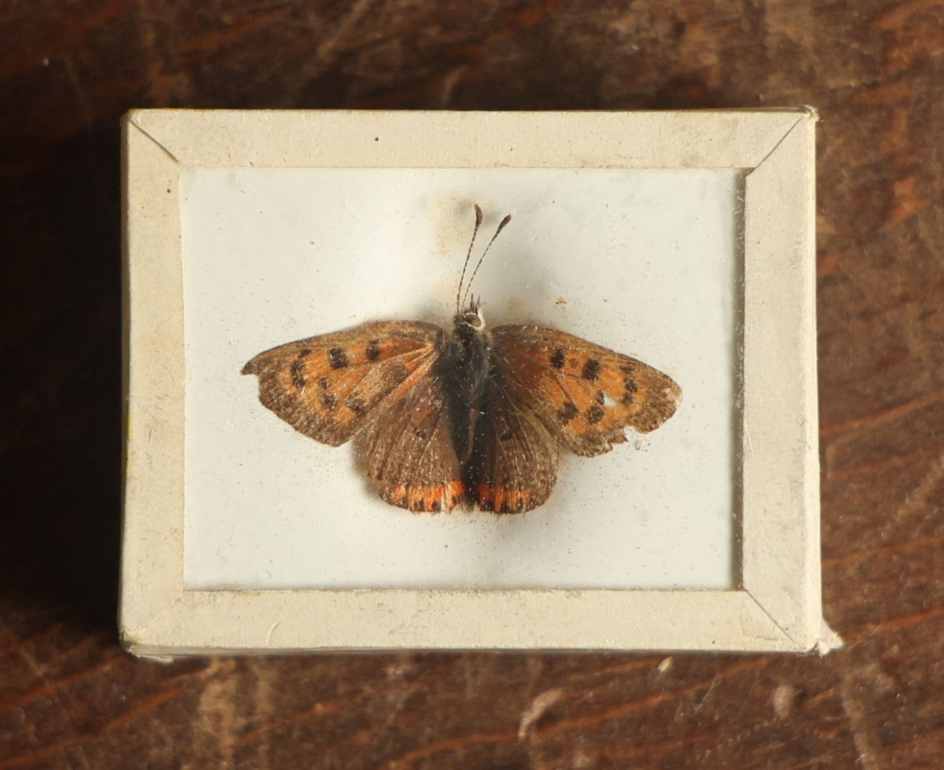 Lot 037 - Antique Aloeides "Copper" Butterfly Variety Slabbed Preparation, Denton Bros Patented Butterfly Tablet, Wellesley, Massachusetts, Copyright 1894 - 1-5/8" x 1-1/4" 