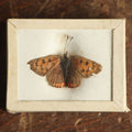 Lot 037 - Antique Aloeides "Copper" Butterfly Variety Slabbed Preparation, Denton Bros Patented Butterfly Tablet, Wellesley, Massachusetts, Copyright 1894 - 1-5/8" x 1-1/4"