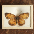 Lot 038 - Antique Phyciodes Tharos "Pearl Crescent" Butterfly Slabbed Preparation, Denton Bros Patented Butterfly Tablet, Wellesley, Massachusetts, Copyright 1894 - 1-5/8" x 1-1/4"