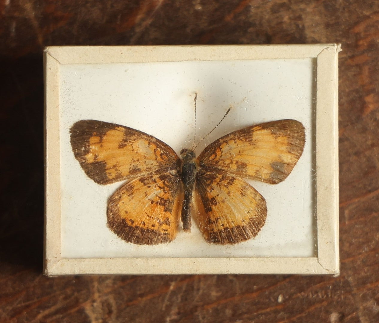 Lot 038 - Antique Phyciodes Tharos "Pearl Crescent" Butterfly Slabbed Preparation, Denton Bros Patented Butterfly Tablet, Wellesley, Massachusetts, Copyright 1894 - 1-5/8" x 1-1/4" 