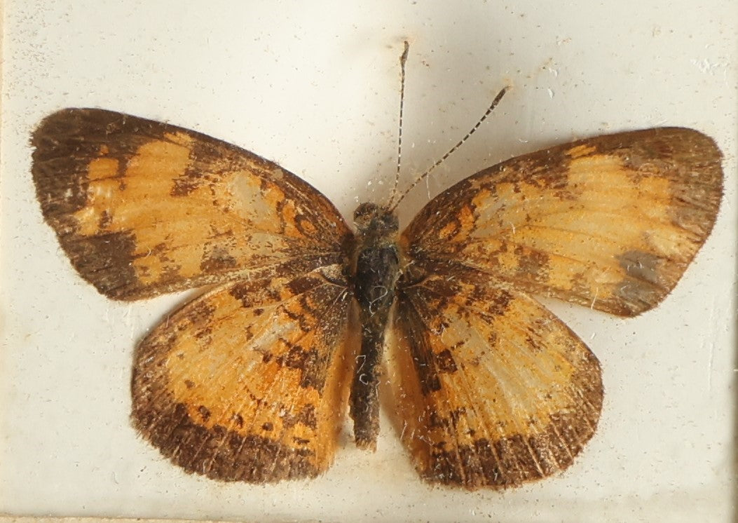 Lot 038 - Antique Phyciodes Tharos "Pearl Crescent" Butterfly Slabbed Preparation, Denton Bros Patented Butterfly Tablet, Wellesley, Massachusetts, Copyright 1894 - 1-5/8" x 1-1/4" 