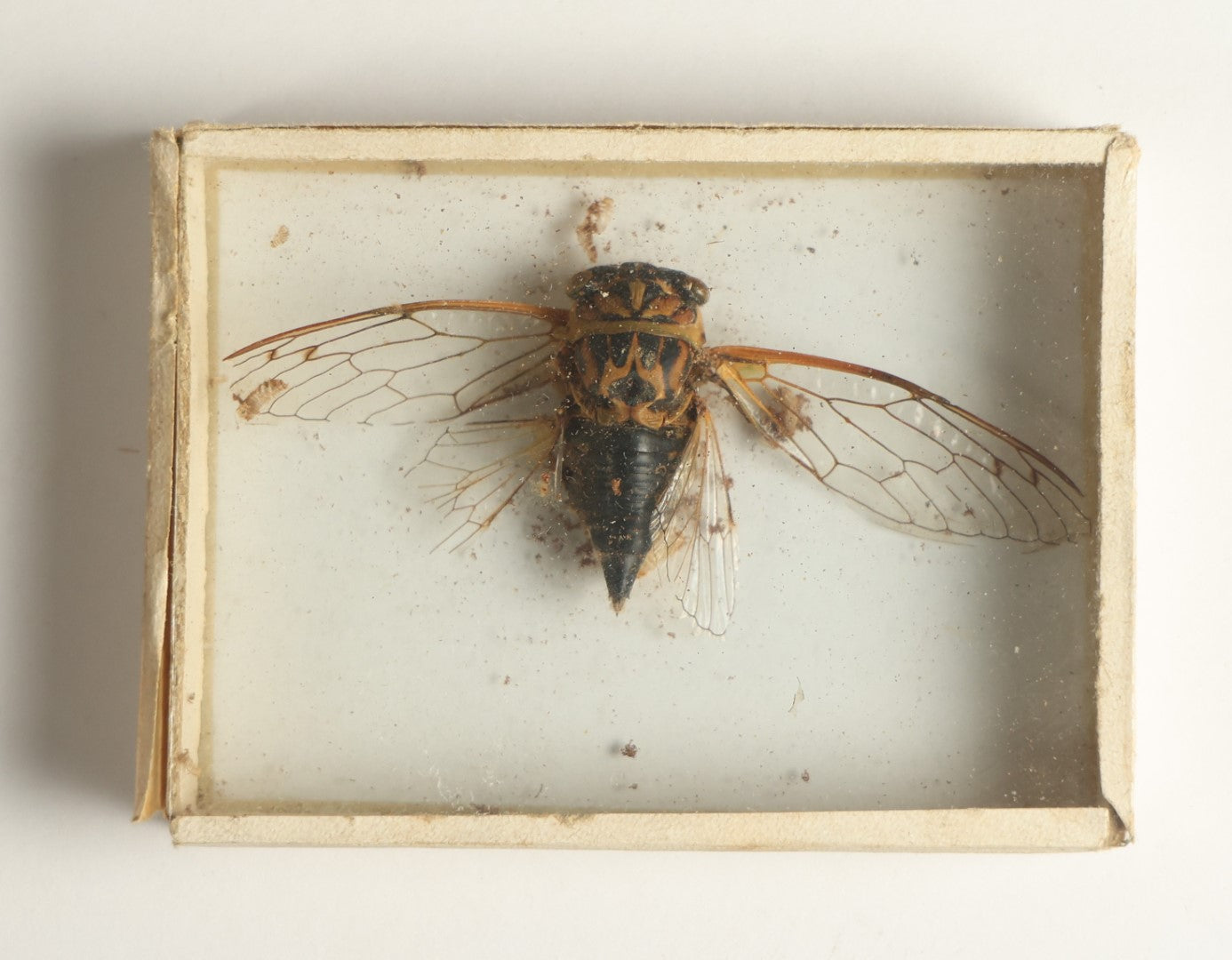 Lot 039 - Antique Cicada Variety Slabbed Preparation, Denton Bros Patented Butterfly Tablet, Wellesley, Massachusetts, Copyright 1894 - 3" x 2-1/4" (No Denton Stamp)