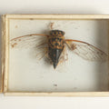 Lot 039 - Antique Cicada Variety Slabbed Preparation, Denton Bros Patented Butterfly Tablet, Wellesley, Massachusetts, Copyright 1894 - 3" x 2-1/4" (No Denton Stamp)
