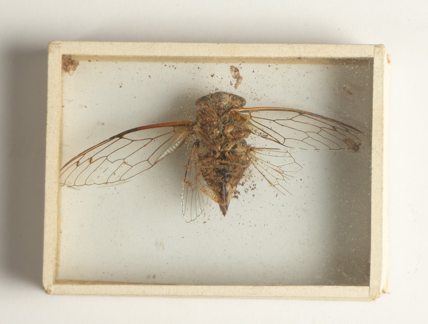 Lot 039 - Antique Cicada Variety Slabbed Preparation, Denton Bros Patented Butterfly Tablet, Wellesley, Massachusetts, Copyright 1894 - 3" x 2-1/4" (No Denton Stamp)