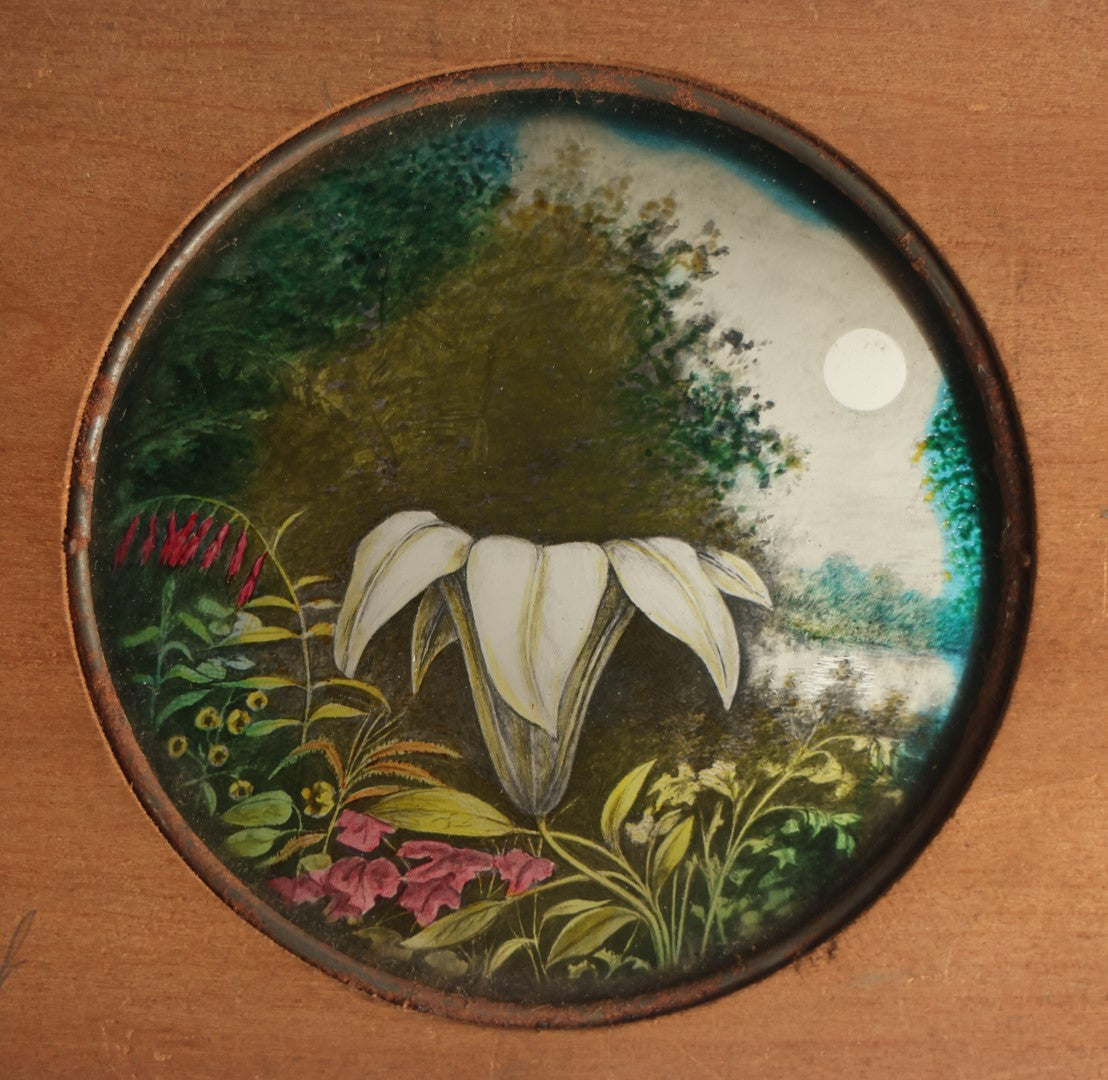 Lot 044 - Antique Hand Painted Magic Lantern Slide, White Flower Among Other Foliage, Night Sky With Moon, By Pond