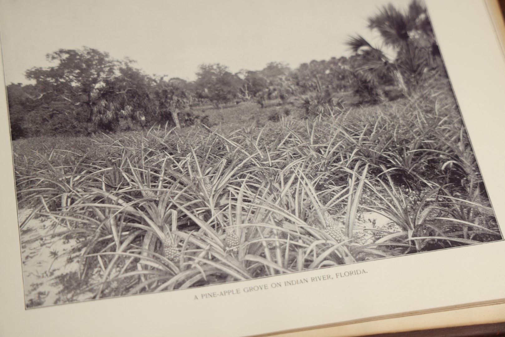 Lot 087 - "America's Wonderlands, A Pictorial And Descriptive History Of Our Country's Scenic Marvels" Antique Photography Book By J.W. Buel, With More Than 500 Photos, Copyright 1893, Note Heavy Wear, Binding Issues