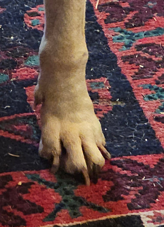 Lot 1004 - Spotty's Paw