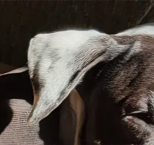 Lot 1005 - Spotty's Ear