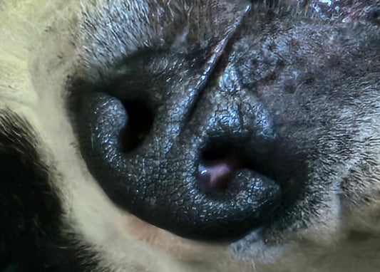 Lot 1001 - Spotty's Snoot