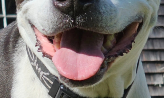 Lot 1003 - Spotty's Smile