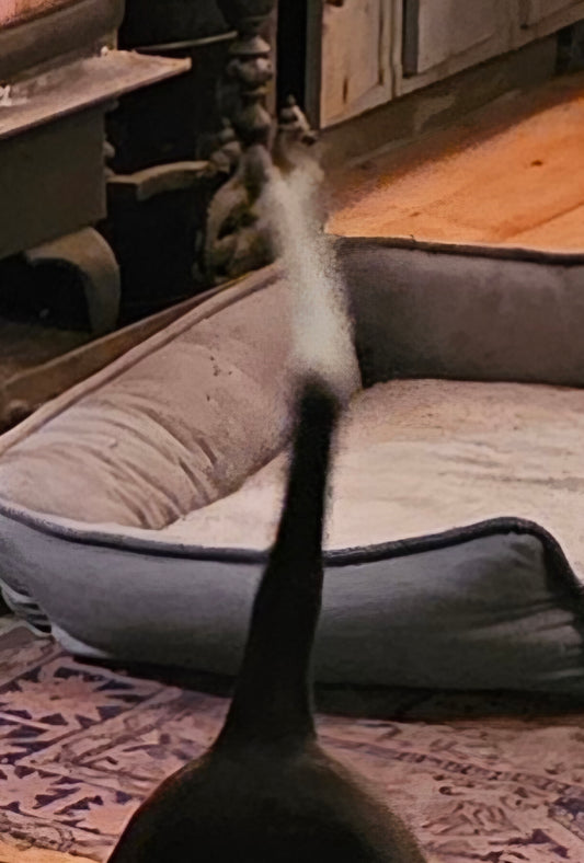 Lot 1002 - Spotty's Tail