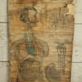 Lot 001 - 19th Century Canvas Anatomy Chart, Cutter's District School Anatomical Outline Plate No. 3, Copyright 1894 By Calvin Cutter, Massachusetts, Note Heavy Wear, Relined On Modern Canvas, 29" x 18-1/2"