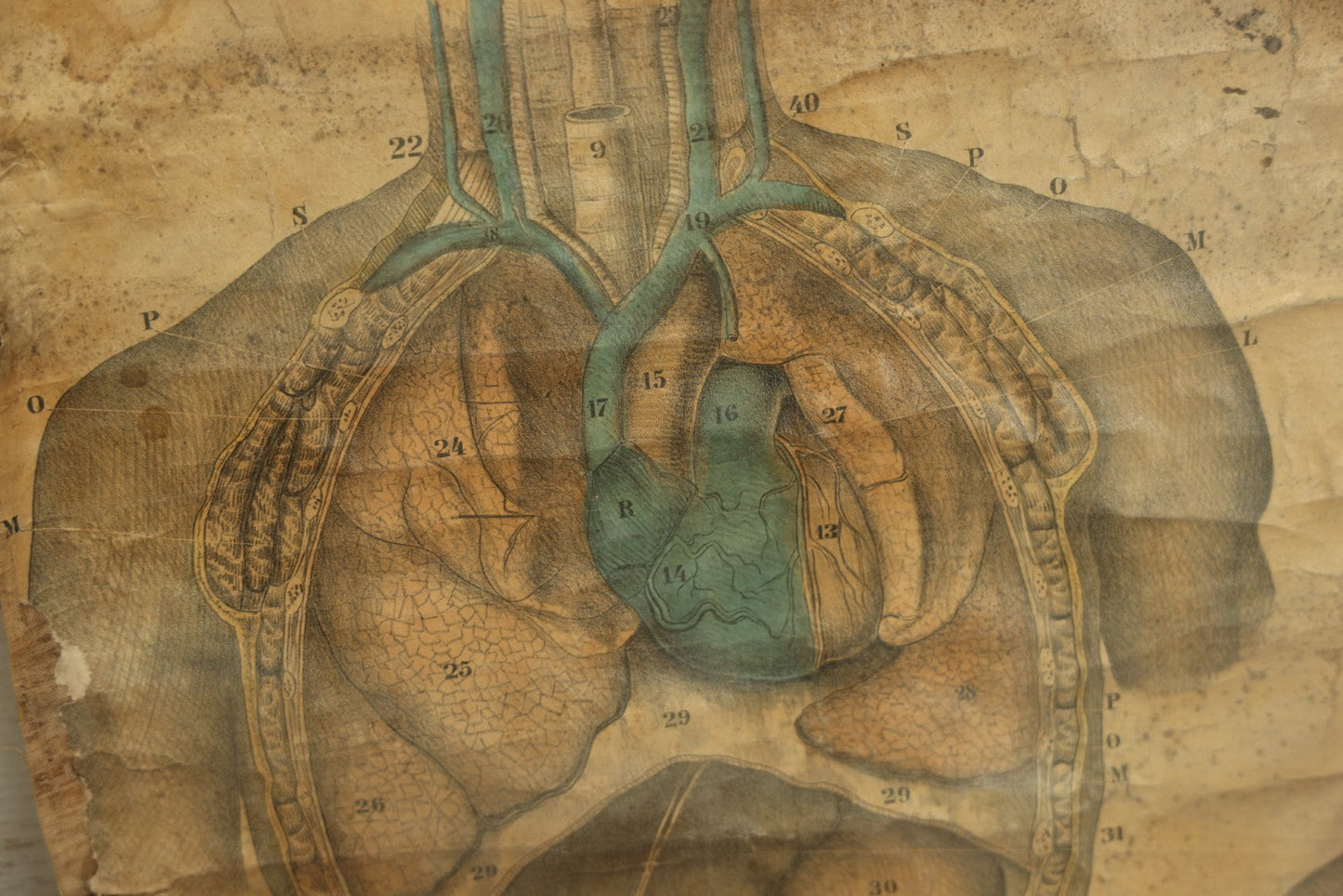 Lot 001 - 19th Century Canvas Anatomy Chart, Cutter's District School Anatomical Outline Plate No. 3, Copyright 1894 By Calvin Cutter, Massachusetts, Note Heavy Wear, Relined On Modern Canvas, 29" x 18-1/2"