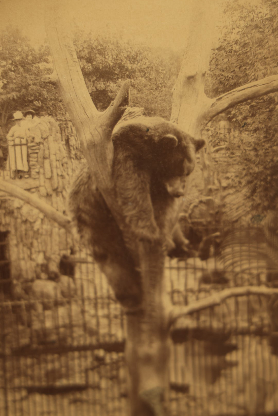 Lot 028 - Antique Boarded Photo, Lincoln Park Zoo Bear Enclosure With Bear And Visitors In Background, Chicago, Illinois, In Frame, Photo By J.W. Taylor