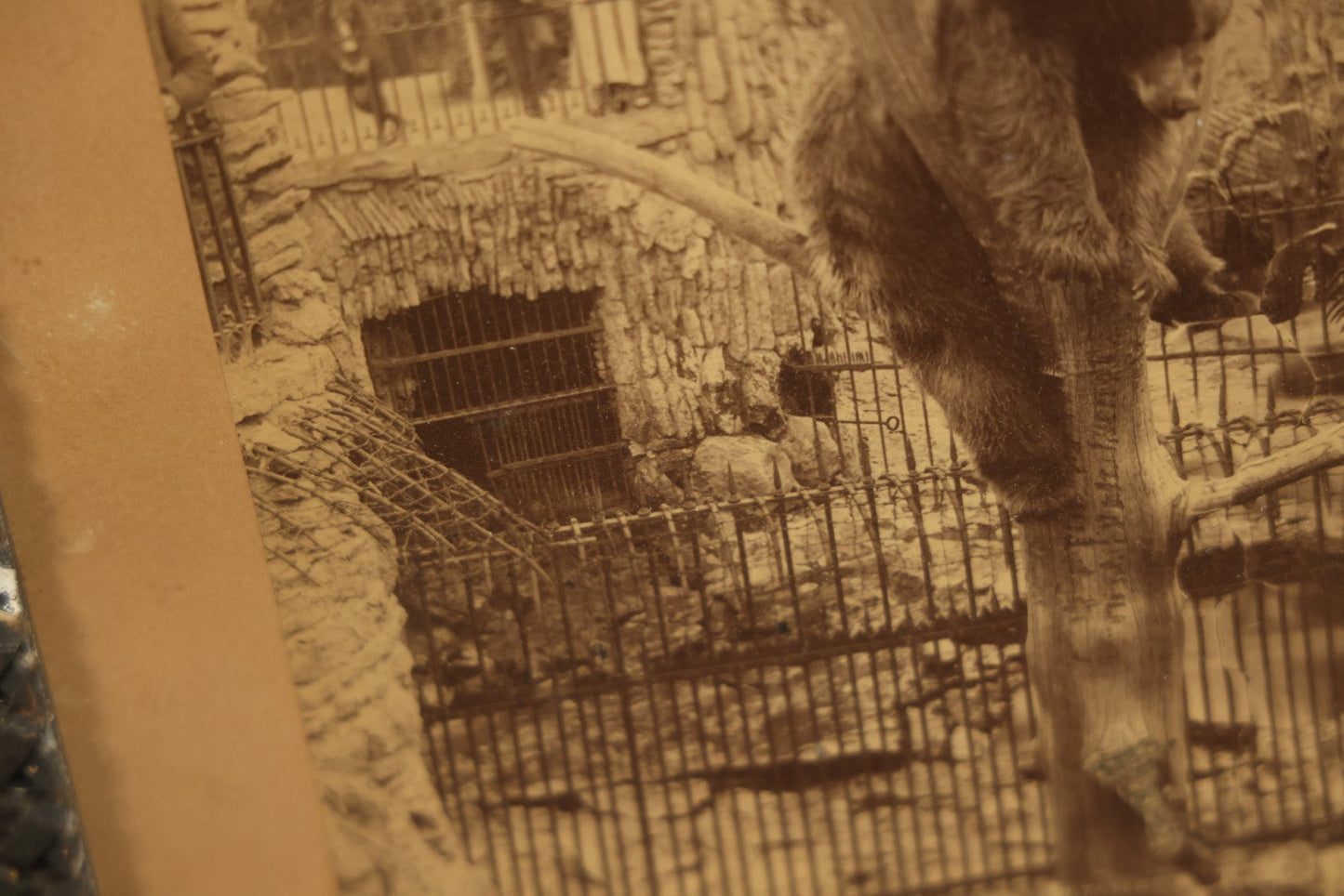 Lot 028 - Antique Boarded Photo, Lincoln Park Zoo Bear Enclosure With Bear And Visitors In Background, Chicago, Illinois, In Frame, Photo By J.W. Taylor